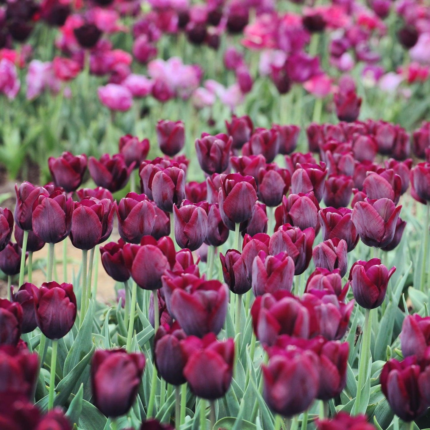 Tulip, Triumph, 'ronaldo' - View 5 from www redcrocus com