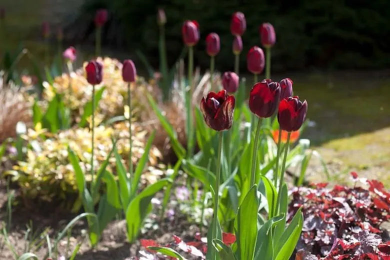 Tulip, Triumph, 'ronaldo' - View 6 from www redcrocus com