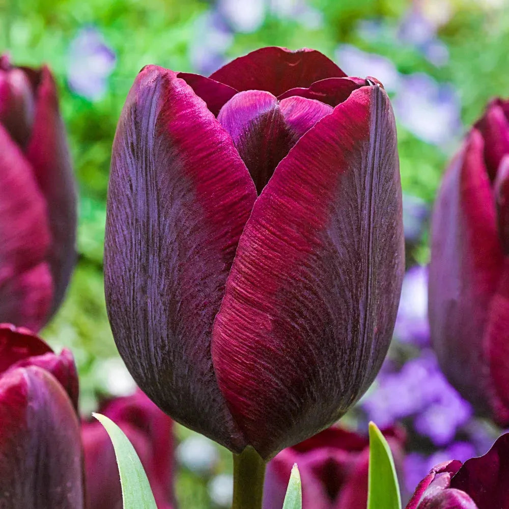 Tulip, Triumph, 'ronaldo' - View 7 from www redcrocus com