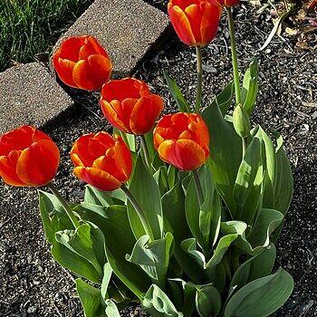 Tulip, Triumph, 'delta Storm' - View 17 from www redcrocus com