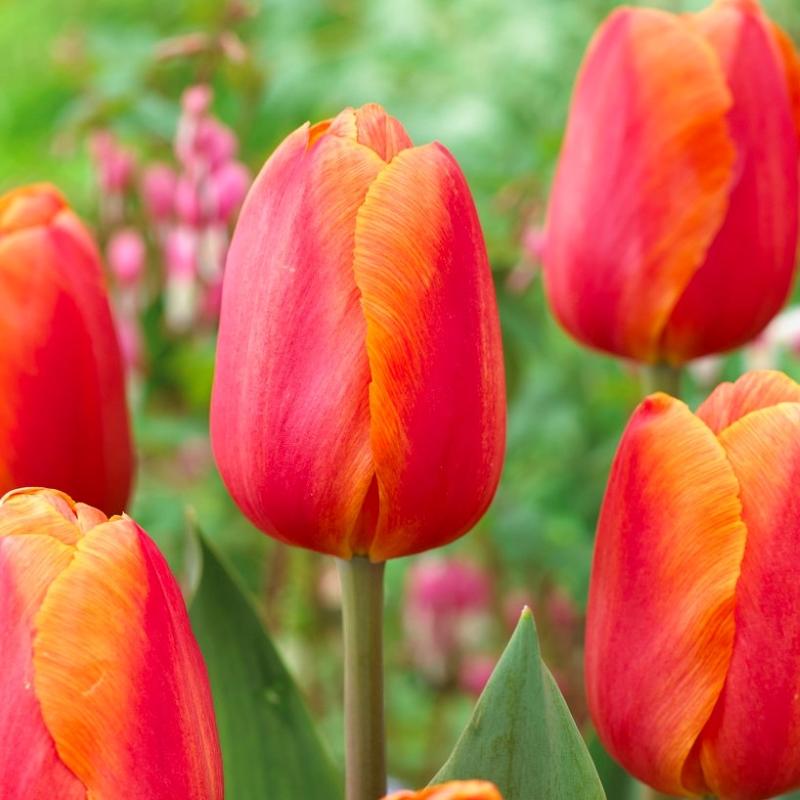 Tulip, Triumph, 'delta Storm' - View 2 from www redcrocus com
