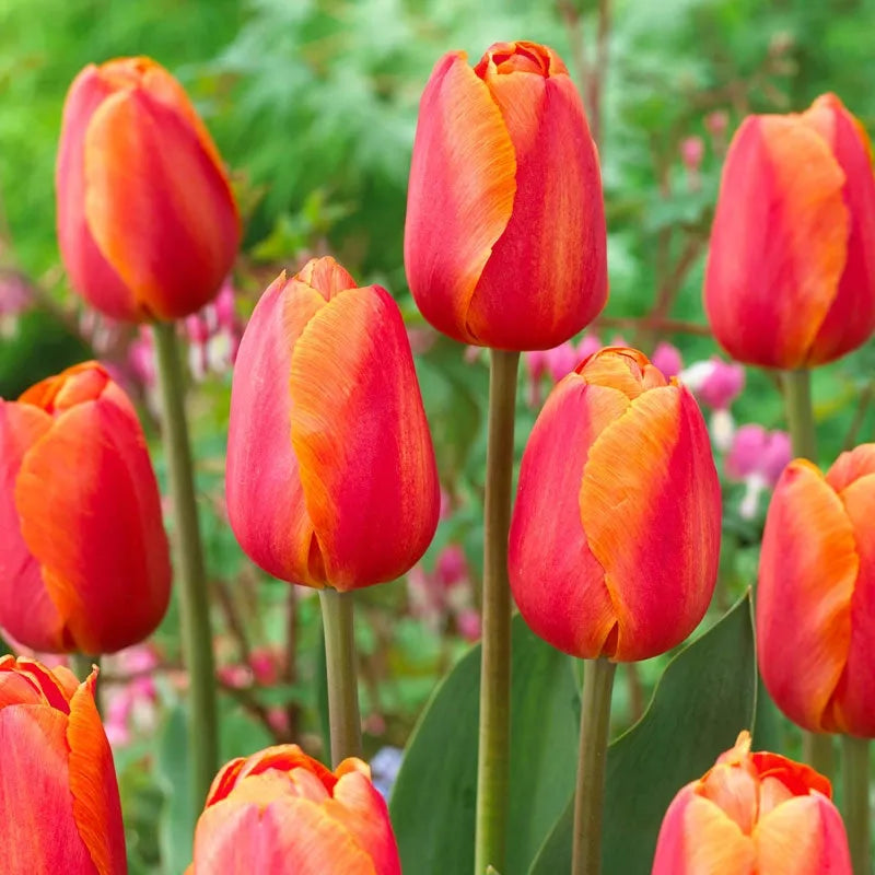Tulip, Triumph, 'delta Storm' - View 4 from www redcrocus com