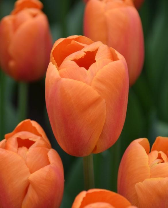 Tulip, Triumph, 'delta Storm' - View 6 from www redcrocus com