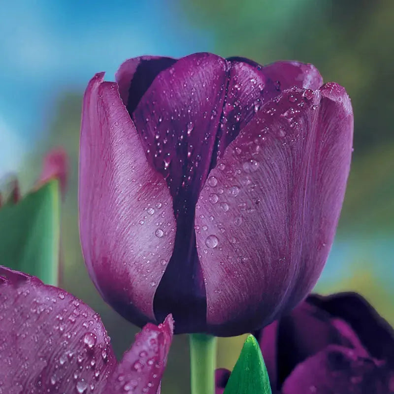 Tulip, Triumph, 'negrita', Deep Plum Purple - View 11 from www redcrocus com