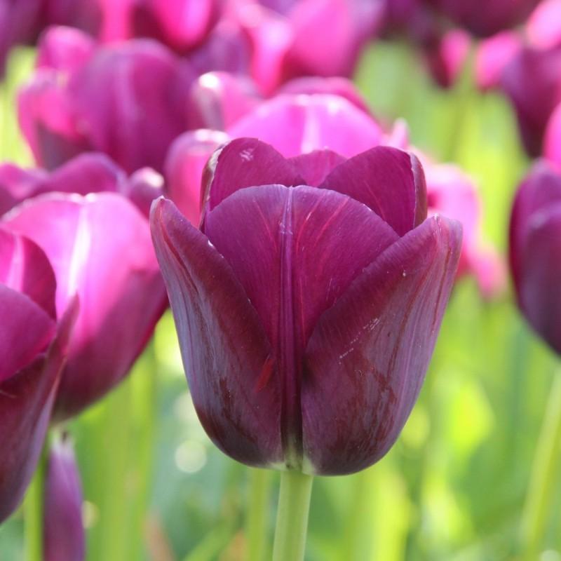 Tulip, Triumph, 'negrita', Deep Plum Purple - View 13 from www redcrocus com