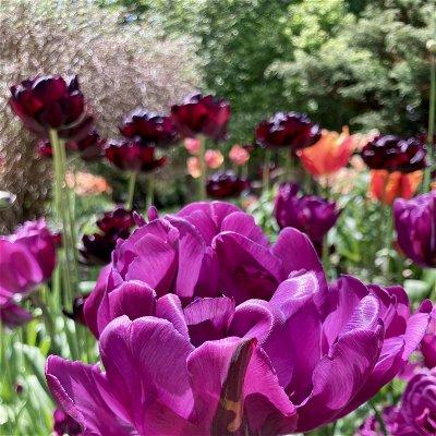 Tulip, Triumph, 'negrita', Deep Plum Purple - View 14 from www redcrocus com