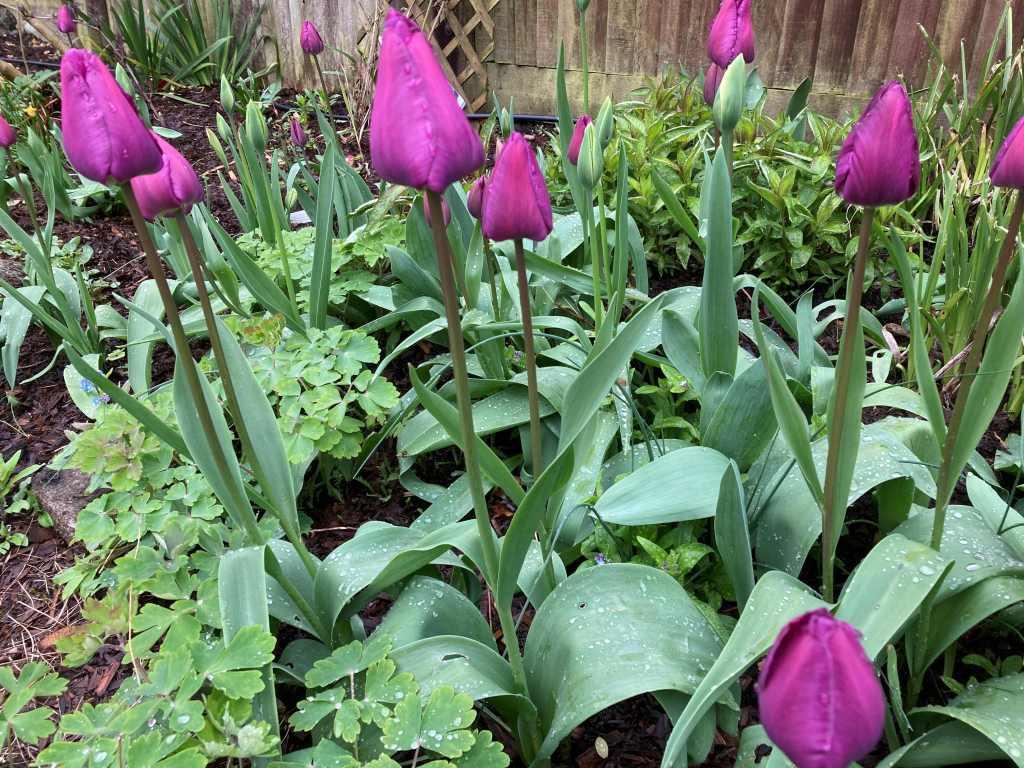 Tulip, Triumph, 'negrita', Deep Plum Purple - View 17 from www redcrocus com