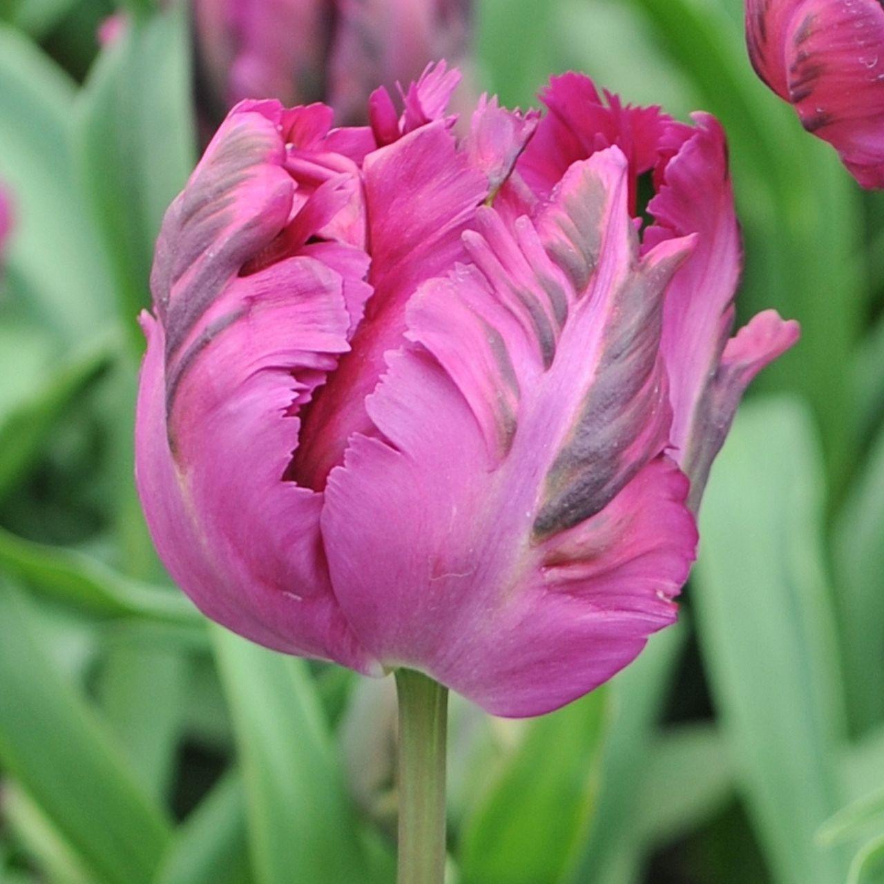 Tulip, Triumph, 'negrita', Deep Plum Purple - View 18 from www redcrocus com