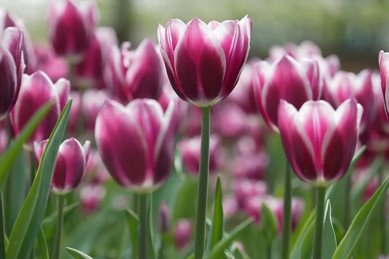 Tulip, Triumph, 'negrita', Deep Plum Purple - View 19 from www redcrocus com