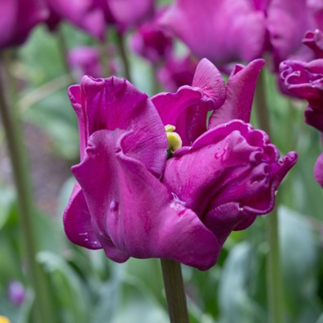 Tulip, Triumph, 'negrita', Deep Plum Purple - View 20 from www redcrocus com