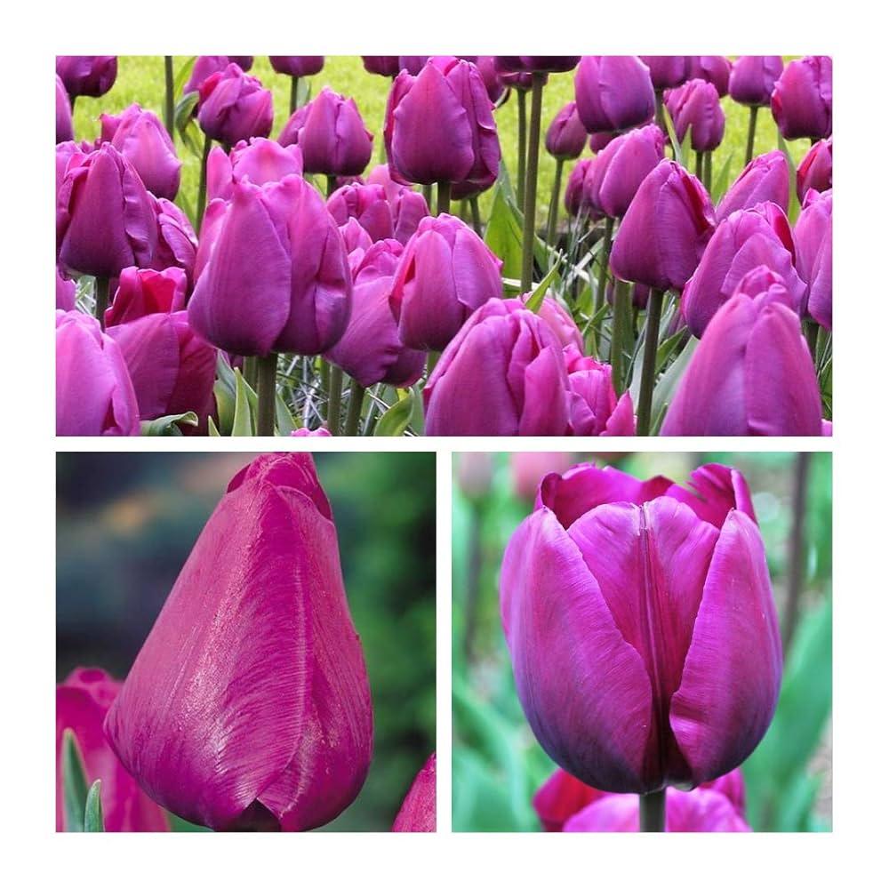 Tulip, Triumph, 'negrita', Deep Plum Purple - View 24 from www redcrocus com