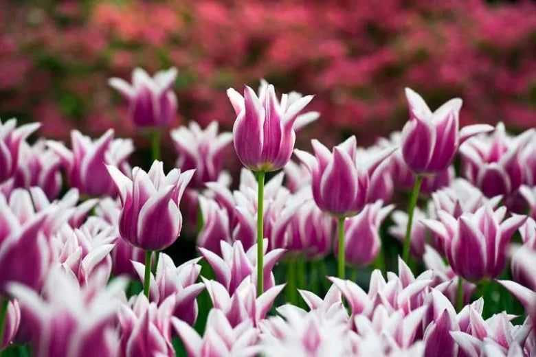 Tulip, Triumph, 'negrita', Deep Plum Purple - View 26 from www redcrocus com