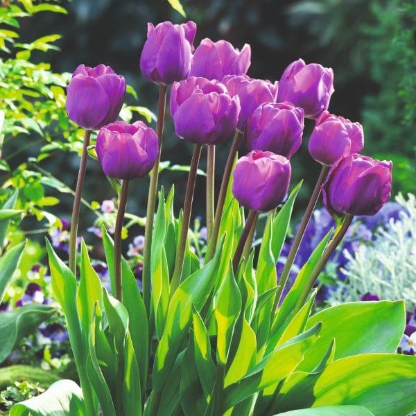 Tulip, Triumph, 'negrita', Deep Plum Purple - View 27 from www redcrocus com