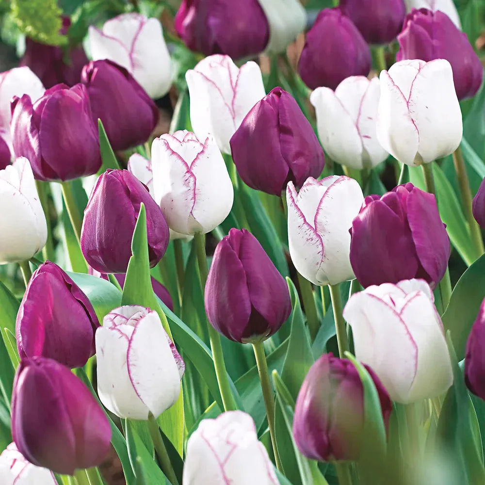 Tulip, Triumph, 'negrita', Deep Plum Purple - View 3 from www redcrocus com