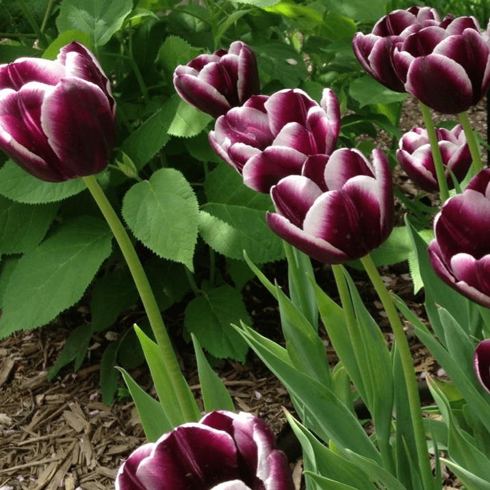 Tulip, Triumph, 'negrita', Deep Plum Purple - View 4 from www redcrocus com