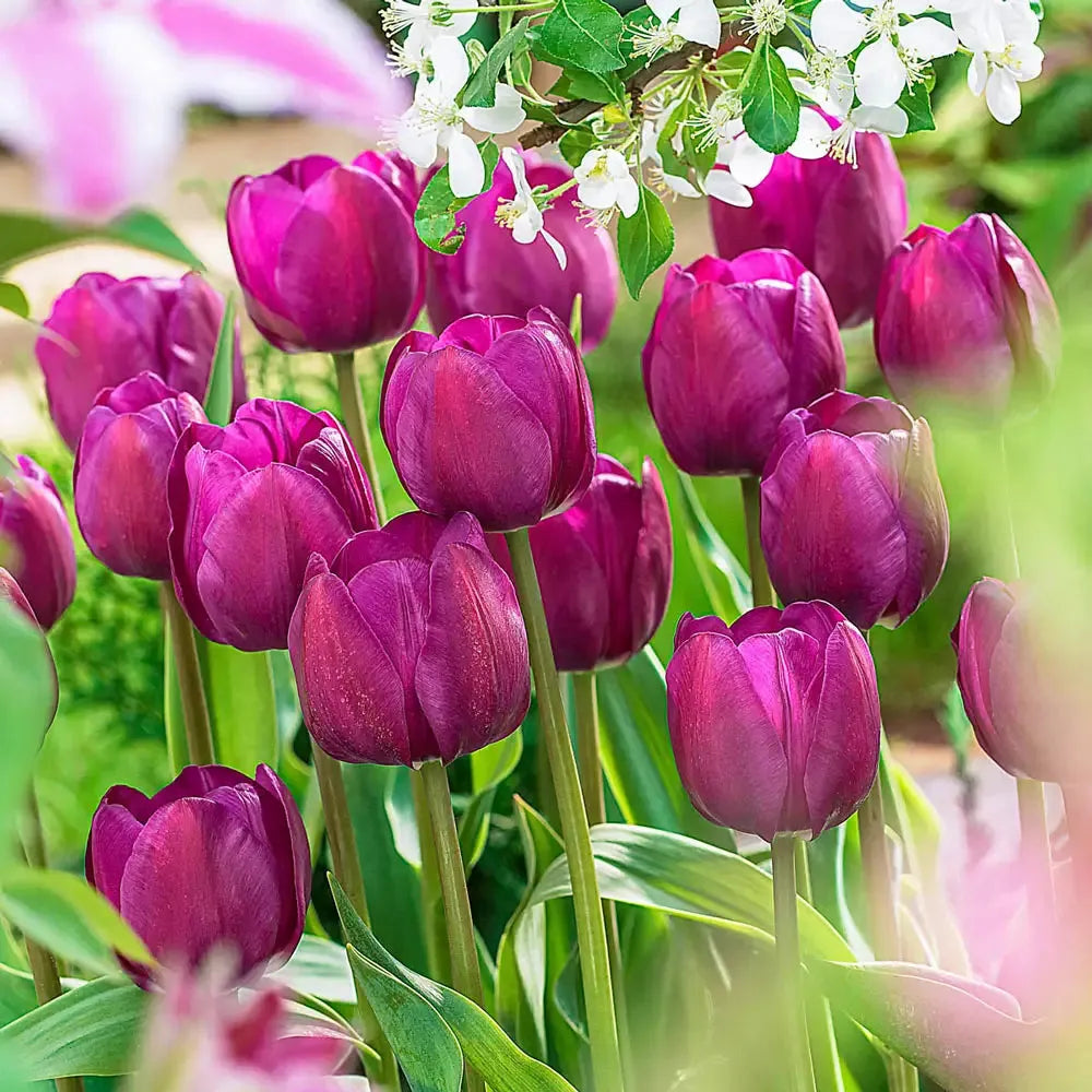 Tulip, Triumph, 'negrita', Deep Plum Purple - View 5 from www redcrocus com