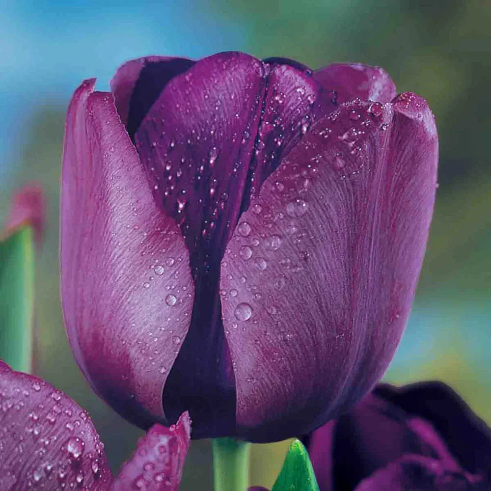 Tulip, Triumph, 'negrita', Deep Plum Purple - View 7 from www redcrocus com