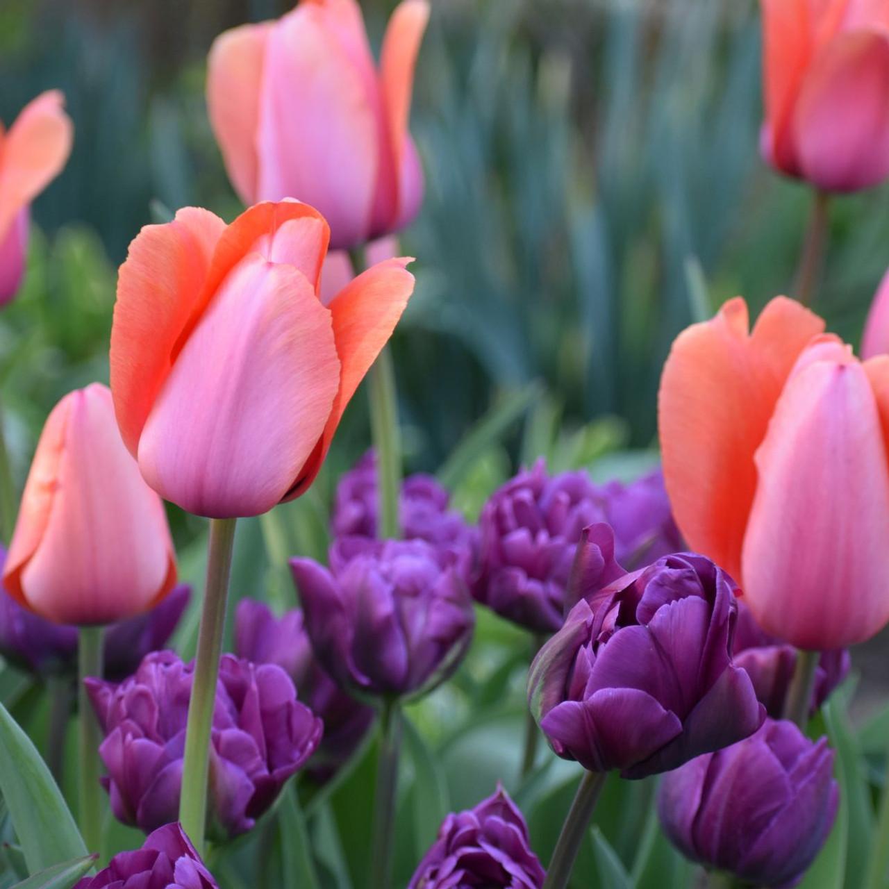 Tulip, Triumph, 'negrita', Deep Plum Purple - View 9 from www redcrocus com