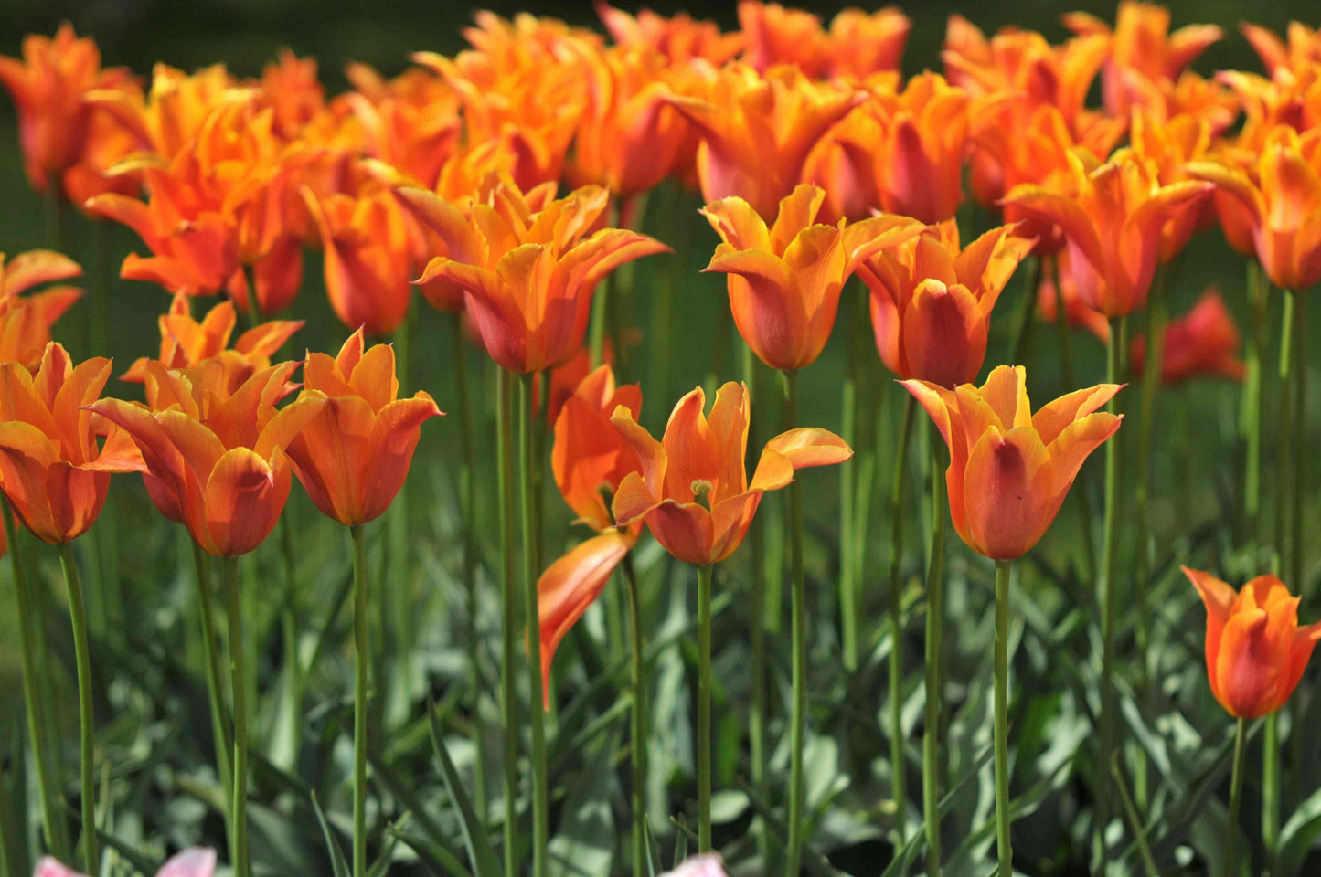 Tulip, Mixture, 'fire Glow', Reds, Oranges, Yellows - View 8 from www redcrocus com