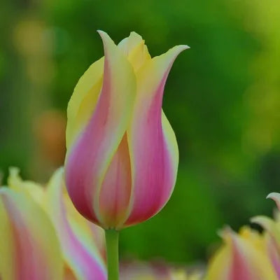 Tulip, Triumph, 'apricot Foxx', Soft Orange, Apricot, And Yellow With A Hbulbs Int Of Rose On The Outer Petal - View 11 from www redcrocus com