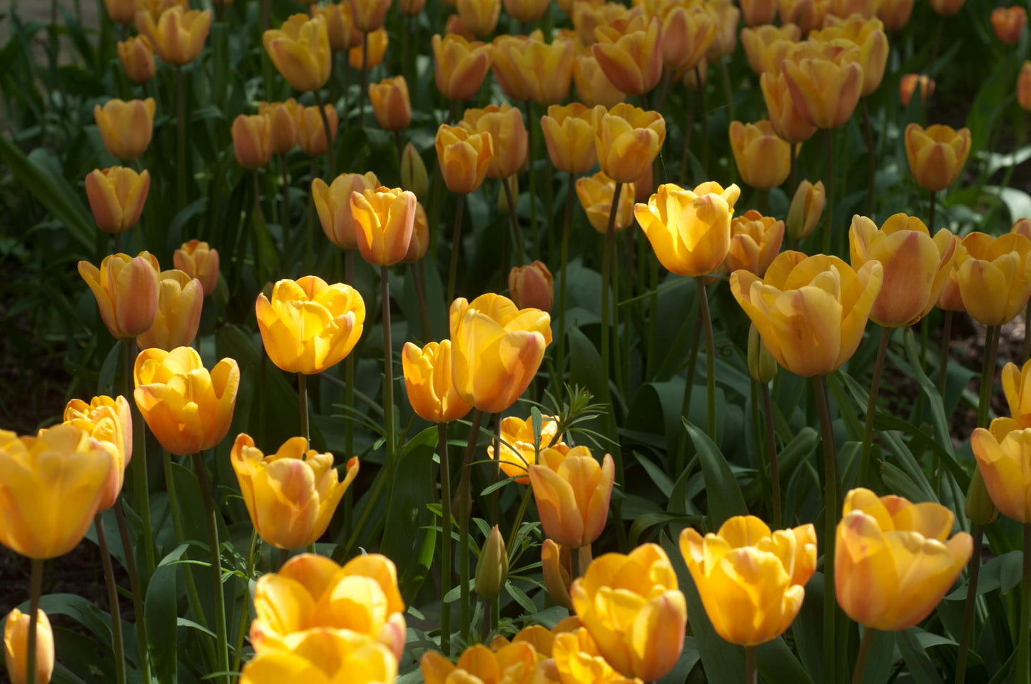 Tulip, Triumph, 'apricot Foxx', Soft Orange, Apricot, And Yellow With A Hbulbs Int Of Rose On The Outer Petal - View 27 from www redcrocus com