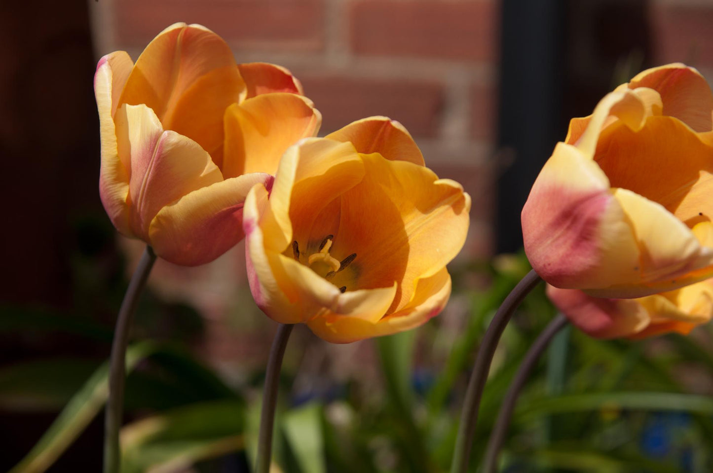 Tulip, Triumph, 'apricot Foxx', Soft Orange, Apricot, And Yellow With A Hbulbs Int Of Rose On The Outer Petal - View 3 from www redcrocus com