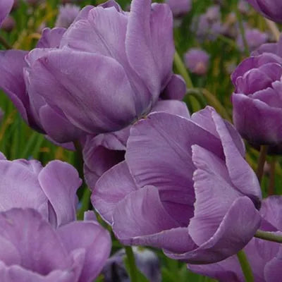 Tulip, Triumph, 'apricot Foxx', Soft Orange, Apricot, And Yellow With A Hbulbs Int Of Rose On The Outer Petal - View 7 from www redcrocus com