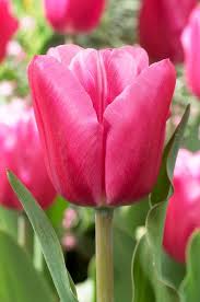 Jumbo Triumph Tulip-Vibrant Pink Blooms-Perfect for Spring Gardens 100 in Box