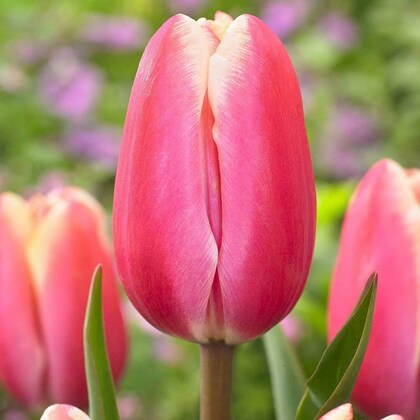 Jumbo Triumph Tulip-Vibrant Pink Blooms-Perfect for Spring Gardens 100 in Box