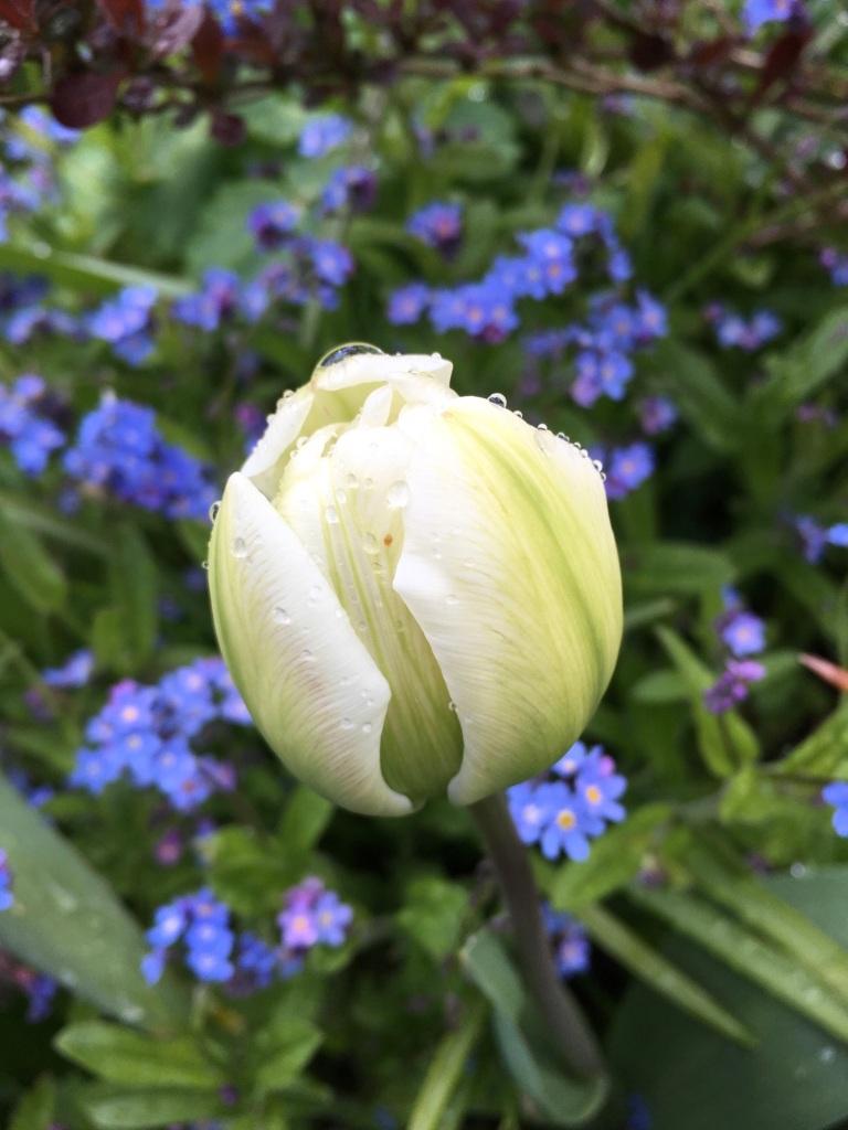 Tulip, Triumph, 'jumbo Pbulbs Ink', Bright Pbulbs Ink With Lighter Pbulbs Ink Edges - View 7 from www redcrocus com