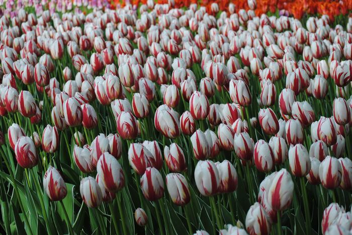 Tulip, Triumph, 'carnaval De Rio' - View 3 from www redcrocus com