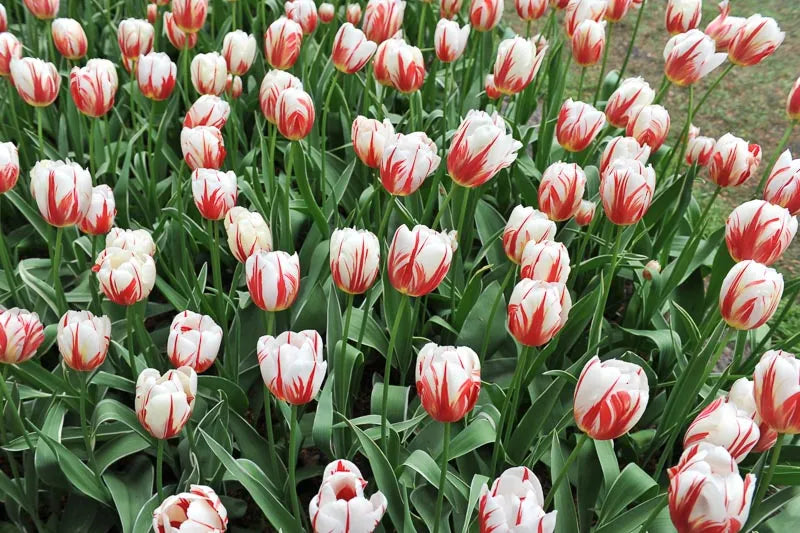 Tulip, Triumph, 'carnaval De Rio' - View 8 from www redcrocus com