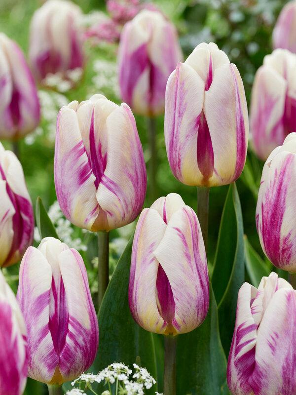Tulip, Triumph, 'white Flag', Pure White - View 11 from www redcrocus com