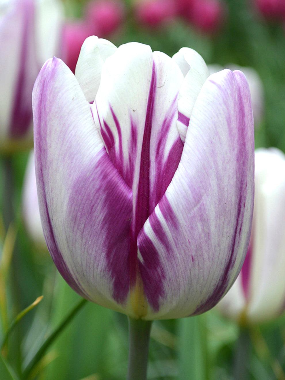 Tulip, Triumph, 'white Flag', Pure White - View 14 from www redcrocus com