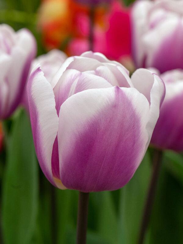 Tulip, Triumph, 'white Flag', Pure White - View 15 from www redcrocus com