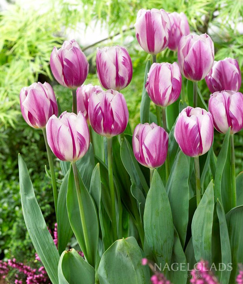 Tulip, Triumph, 'white Flag', Pure White - View 18 from www redcrocus com
