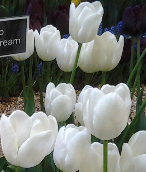 Tulip, Triumph, 'white Flag', Pure White - View 19 from www redcrocus com