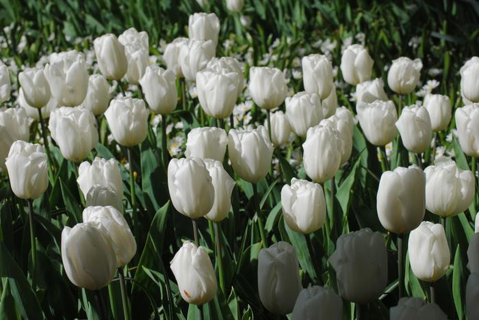 Tulip, Triumph, 'white Flag', Pure White - View 1 from www redcrocus com
