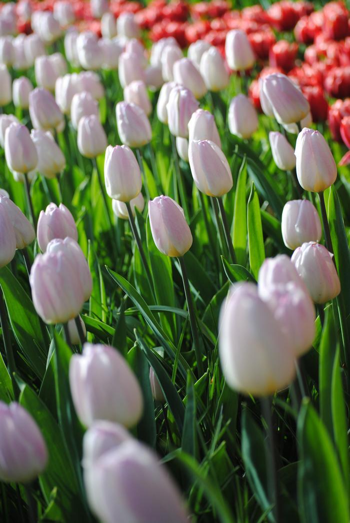 Tulip, Triumph, 'white Flag', Pure White - View 20 from www redcrocus com