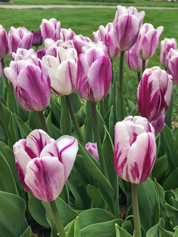 Tulip, Triumph, 'white Flag', Pure White - View 21 from www redcrocus com