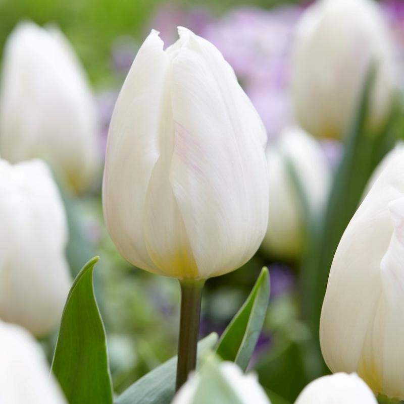 Tulip, Triumph, 'white Flag', Pure White - View 4 from www redcrocus com