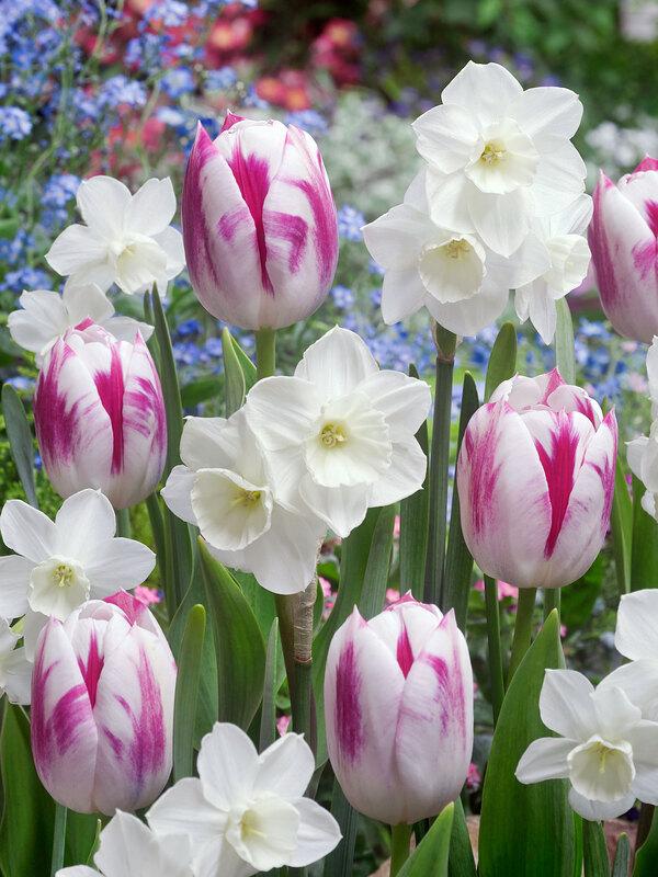 Tulip, Triumph, 'white Flag', Pure White - View 6 from www redcrocus com