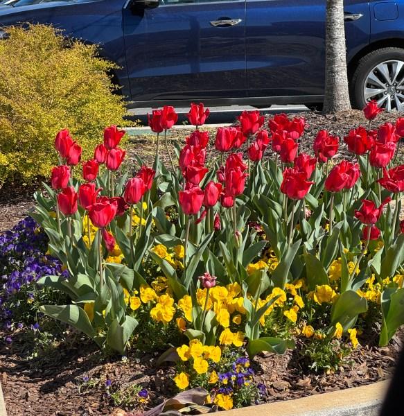Tulip, Mixture, 'flag Mix', Pbulbs Ink, Yellow, Purple, White - View 12 from www redcrocus com