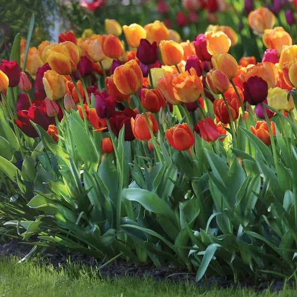 Tulip, Mixture, 'flag Mix', Pbulbs Ink, Yellow, Purple, White - View 1 from www redcrocus com