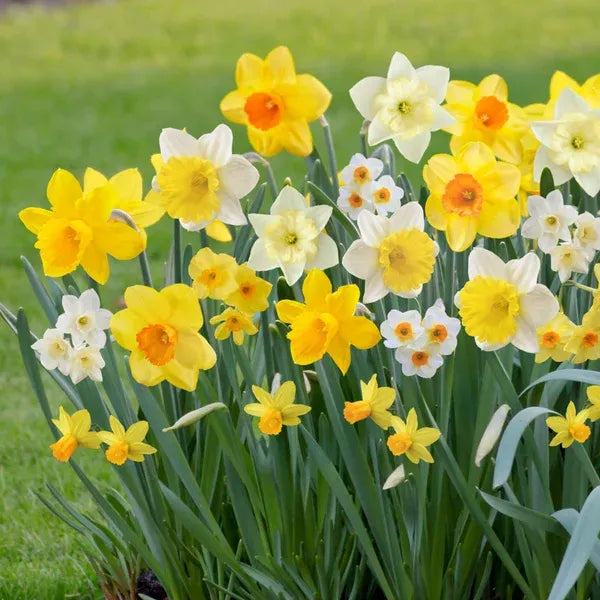 Tulip, Mixture, 'flag Mix', Pbulbs Ink, Yellow, Purple, White - View 2 from www redcrocus com