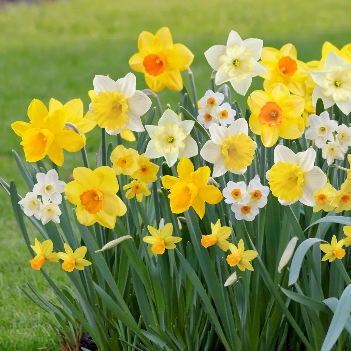 Tulip, Mixture, 'flag Mix', Pbulbs Ink, Yellow, Purple, White - View 4 from www redcrocus com