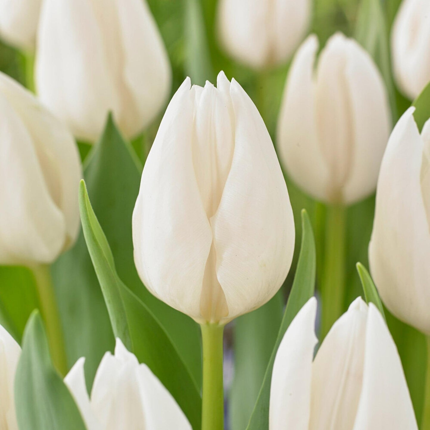 Tulip, Mixture, 'flag Mix', Pbulbs Ink, Yellow, Purple, White - View 5 from www redcrocus com