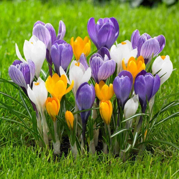 Tulip, Mixture, 'flag Mix', Pbulbs Ink, Yellow, Purple, White - View 6 from www redcrocus com