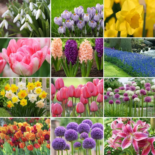 Tulip, Mixture, 'flag Mix', Pbulbs Ink, Yellow, Purple, White - View 7 from www redcrocus com