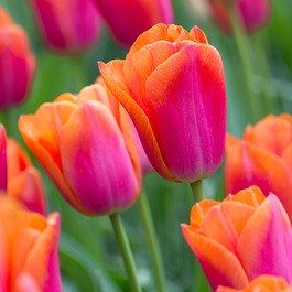 Orange Dynasty Tulip-Triumph-Bright and Cheerful 100 in Box